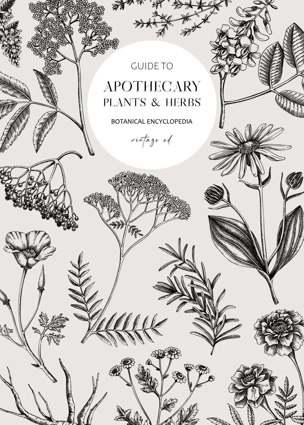 Apothecary label design template. Witchcraft background. Herbal remedies, medicinal plant, witch herbs, natural medicine hand-drawn vector illustration. NOT AI genereted Illustration